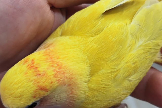 コザクラインコ（小桜インコ）