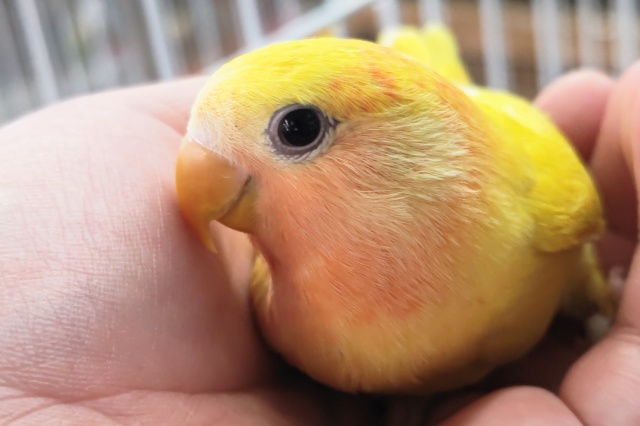 コザクラインコ（小桜インコ）