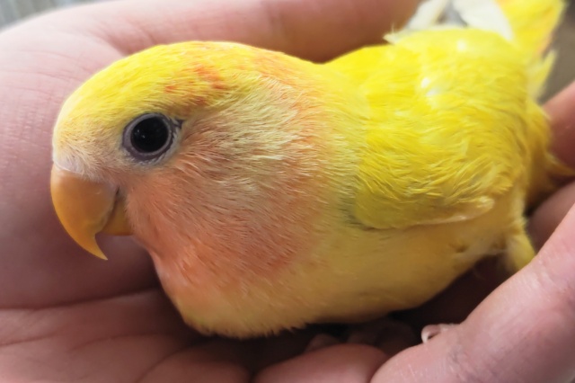コザクラインコ（小桜インコ）