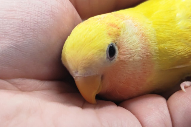 コザクラインコ（小桜インコ）