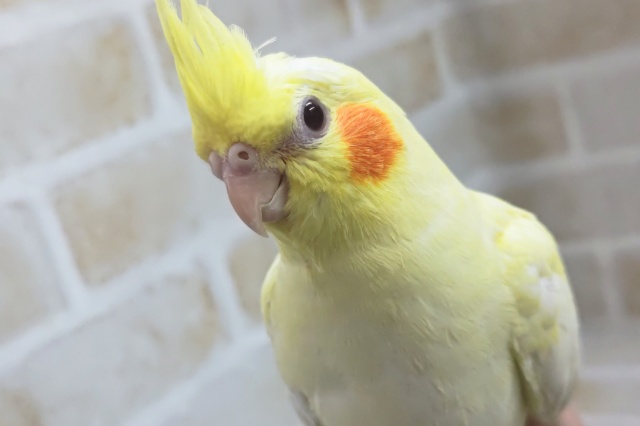 オカメインコ