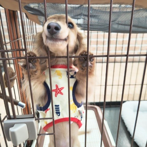 ミニチュアダックス