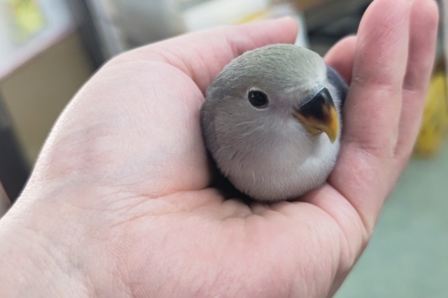 コザクラインコ（小桜インコ）