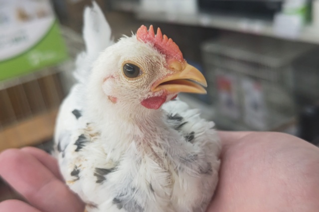 碁石チャボ（ゴイシチャボ）