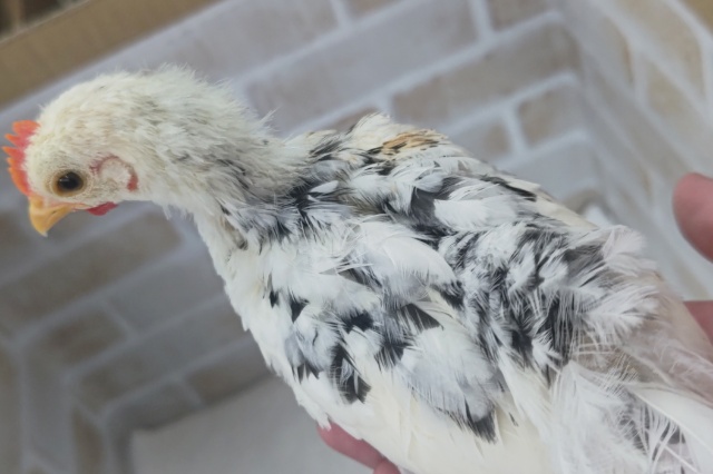 碁石チャボ（ゴイシチャボ）