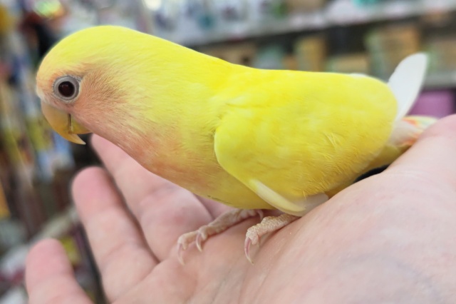 コザクラインコ（小桜インコ）