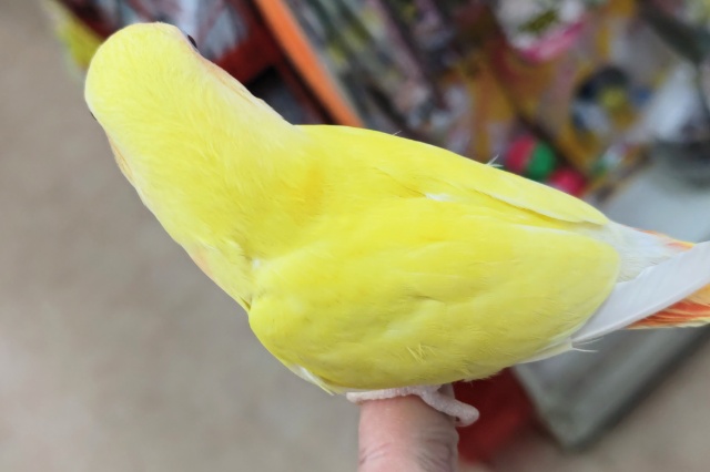 コザクラインコ（小桜インコ）