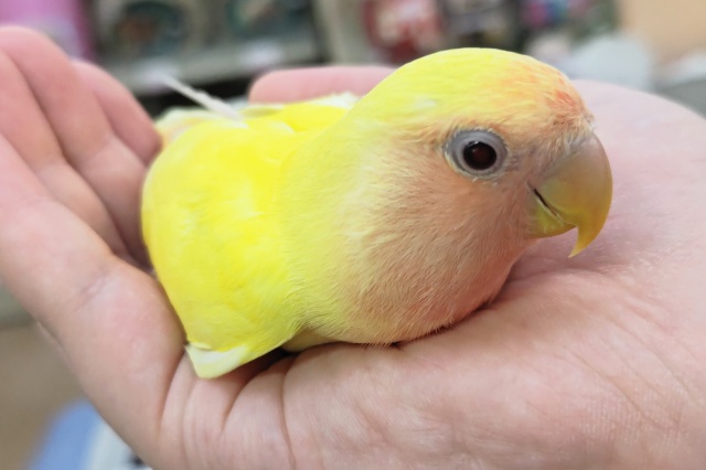 コザクラインコ（小桜インコ）