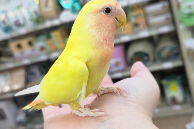 コザクラインコ（小桜インコ）