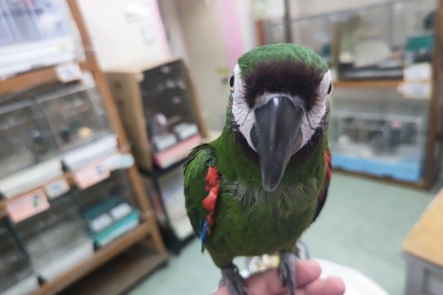 ヒメコンゴウインコ