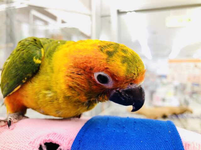 コガネメキシコインコ