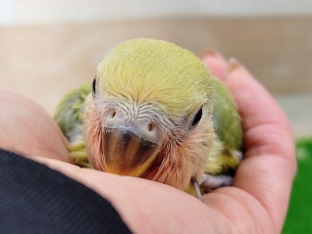 コザクラインコ（小桜インコ）