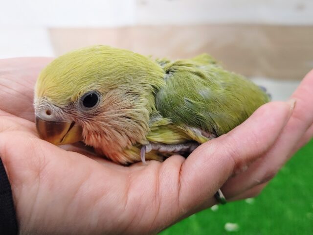 コザクラインコ（小桜インコ）