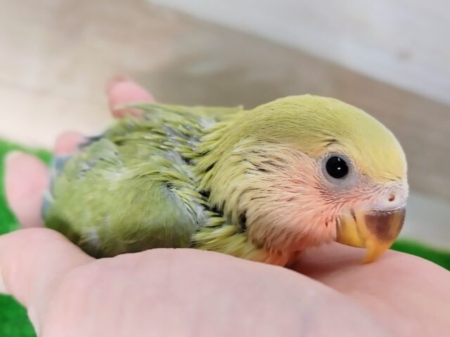 コザクラインコ（小桜インコ）