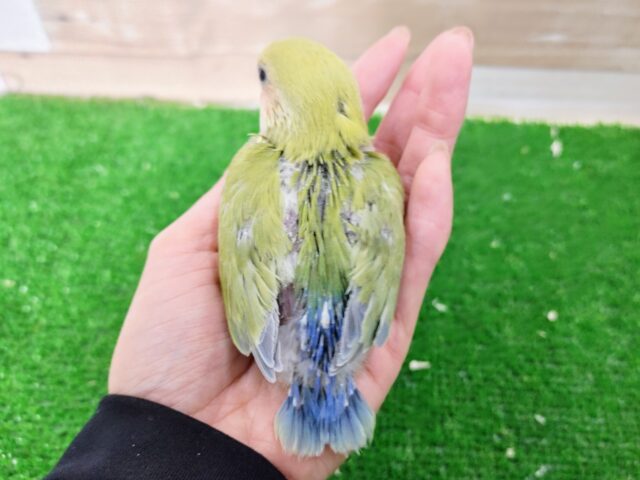コザクラインコ（小桜インコ）