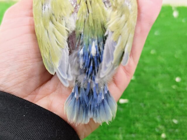 コザクラインコ（小桜インコ）