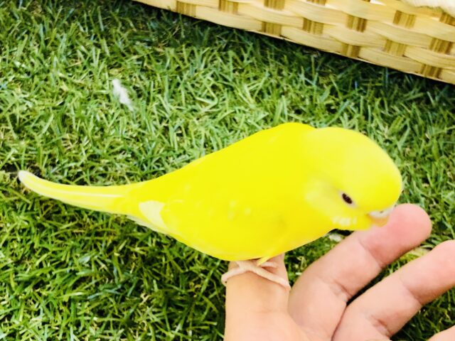 セキセイインコ