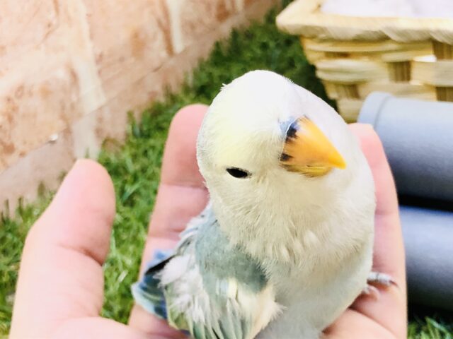 コザクラインコ（小桜インコ）