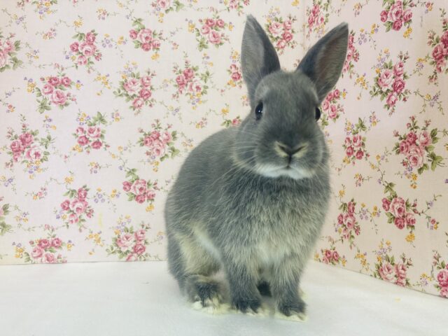 ネザーランドドワーフ