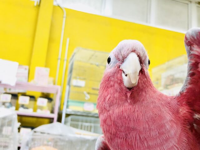 モモイロインコ