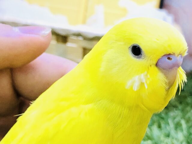 セキセイインコ