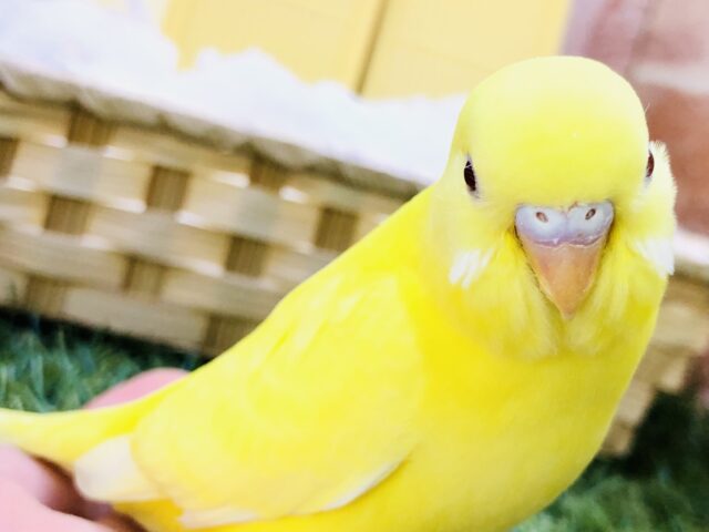 セキセイインコ