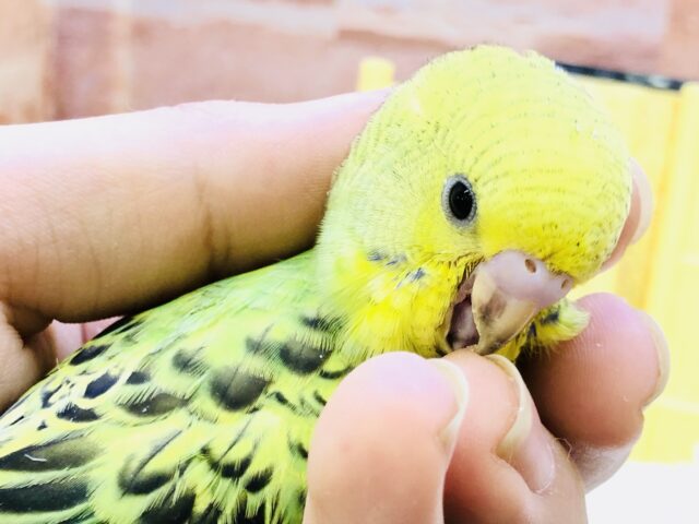 セキセイインコ