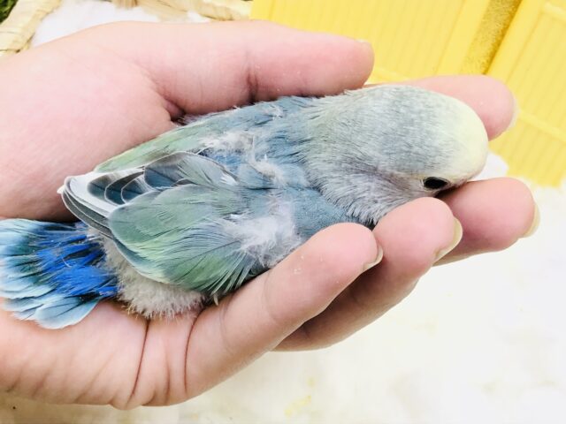 コザクラインコ（小桜インコ）