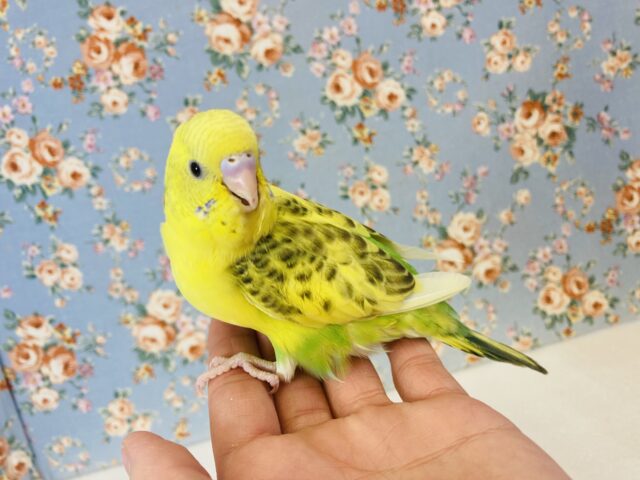 セキセイインコ