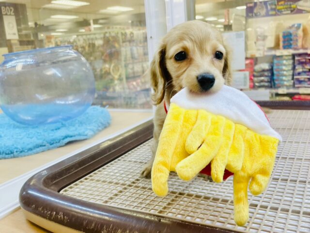 ミニチュアダックス