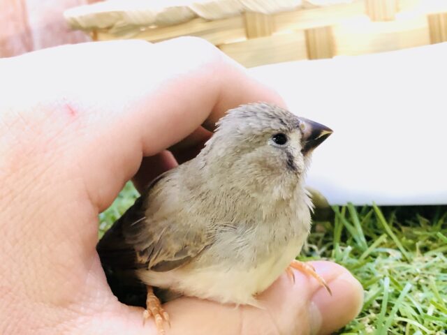 【最新画像更新☆☆】やってきました!!人気者♪ キンカチョウ 錦花鳥(キンカチョウ)