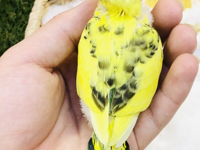 セキセイインコ