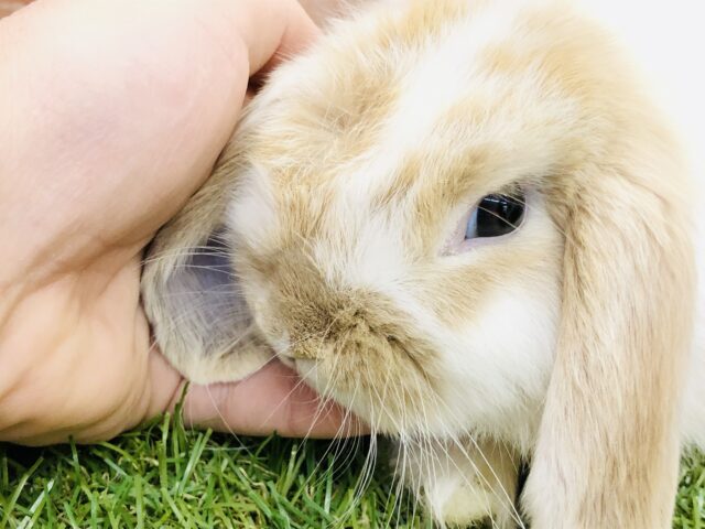 ホーランドロップ