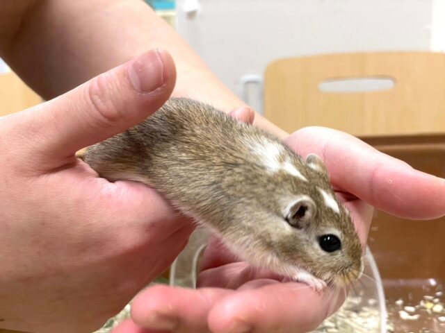 カラージャービル（スナネズミ）