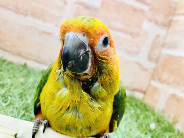 コガネメキシコインコ