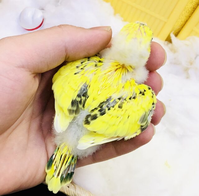 セキセイインコ