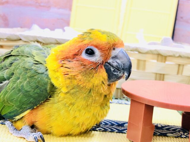 コガネメキシコインコ