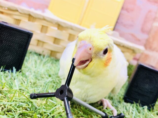オカメインコ