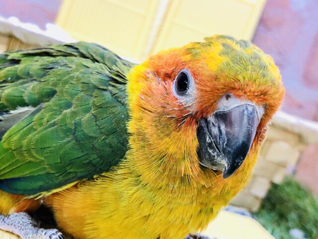 コガネメキシコインコ