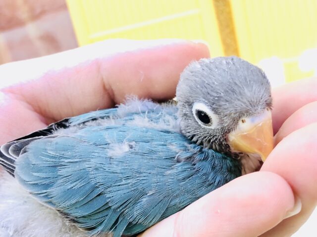 ブルーボタンインコ