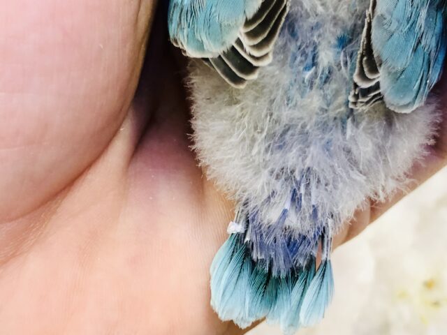 ブルーボタンインコ