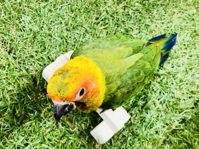 コガネメキシコインコ