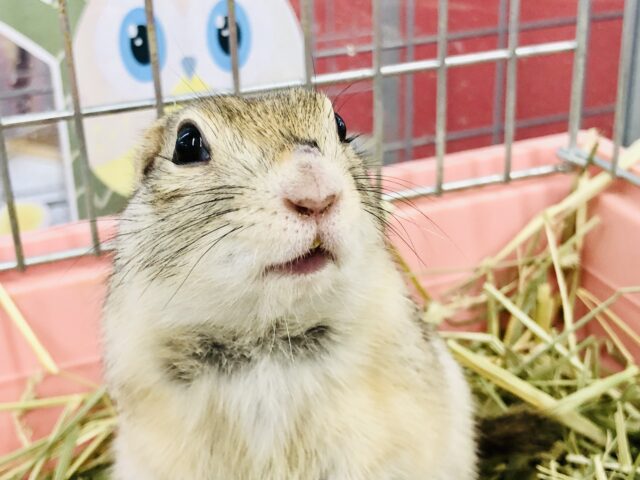 リチャードソンジリス