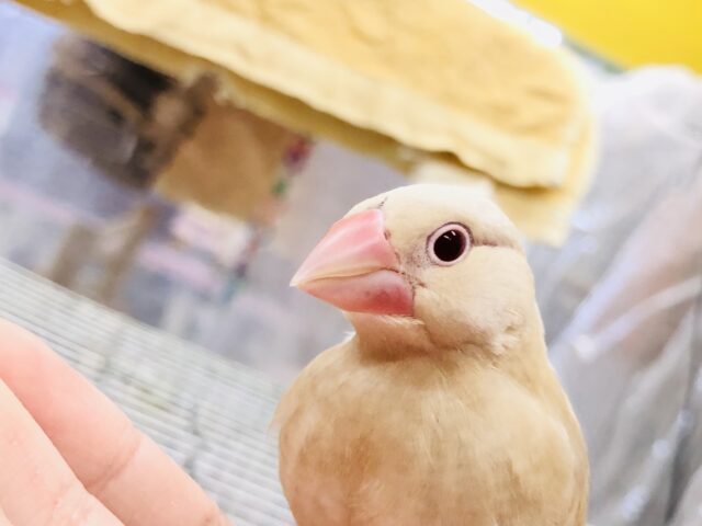 シナモン文鳥