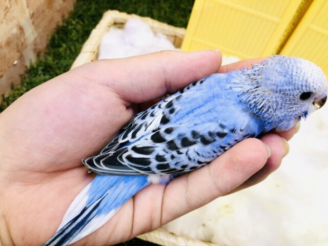 セキセイインコ