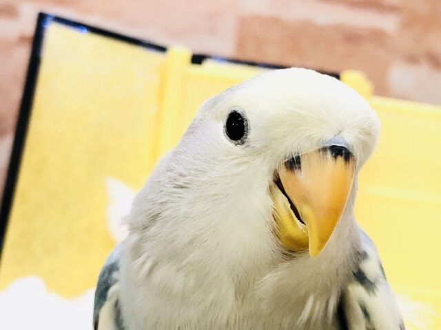 コザクラインコ（小桜インコ）