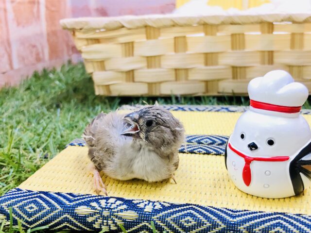 【最新画像更新☆☆】やってきました!!人気者♪ キンカチョウ 錦花鳥(キンカチョウ)