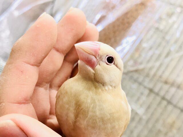 シナモン文鳥