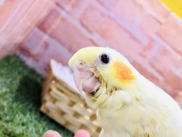 オカメインコ