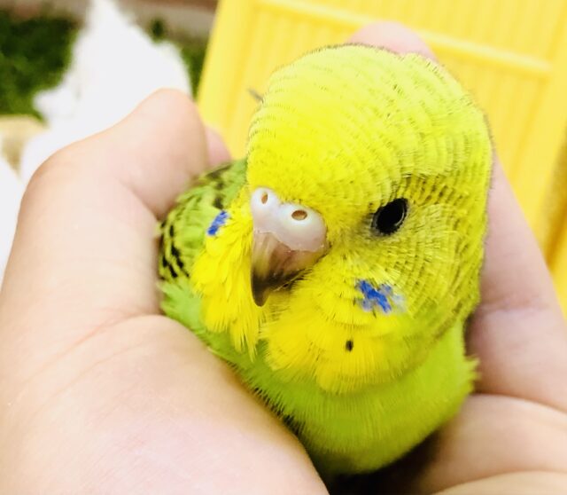 セキセイインコ